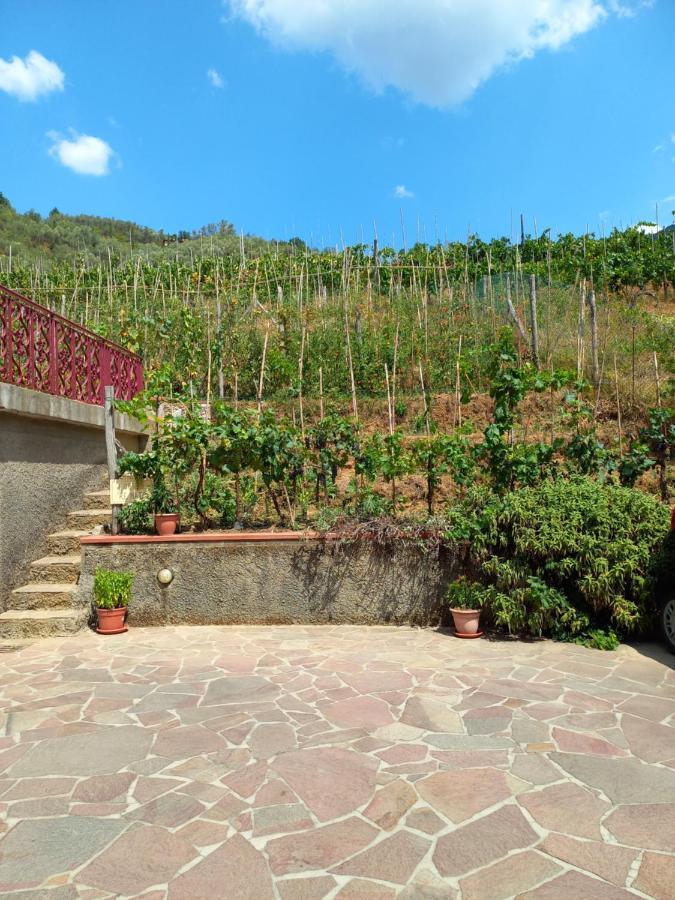 Villa Ester Camaiore Ngoại thất bức ảnh
